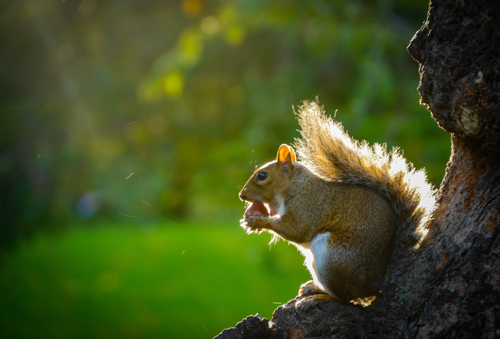 brown squirrel on brown tree branch during daytime