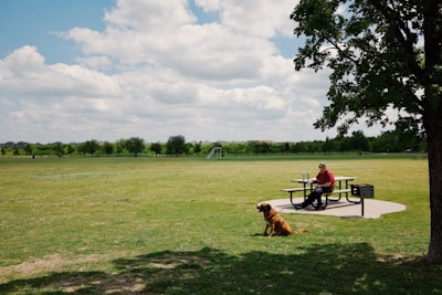 A person sits at a picnic table in a vast open grassy park, accompanied by a dog sitting on the grass nearby. The scene is shaded by a tree on the right, while the sky above is partly cloudy.