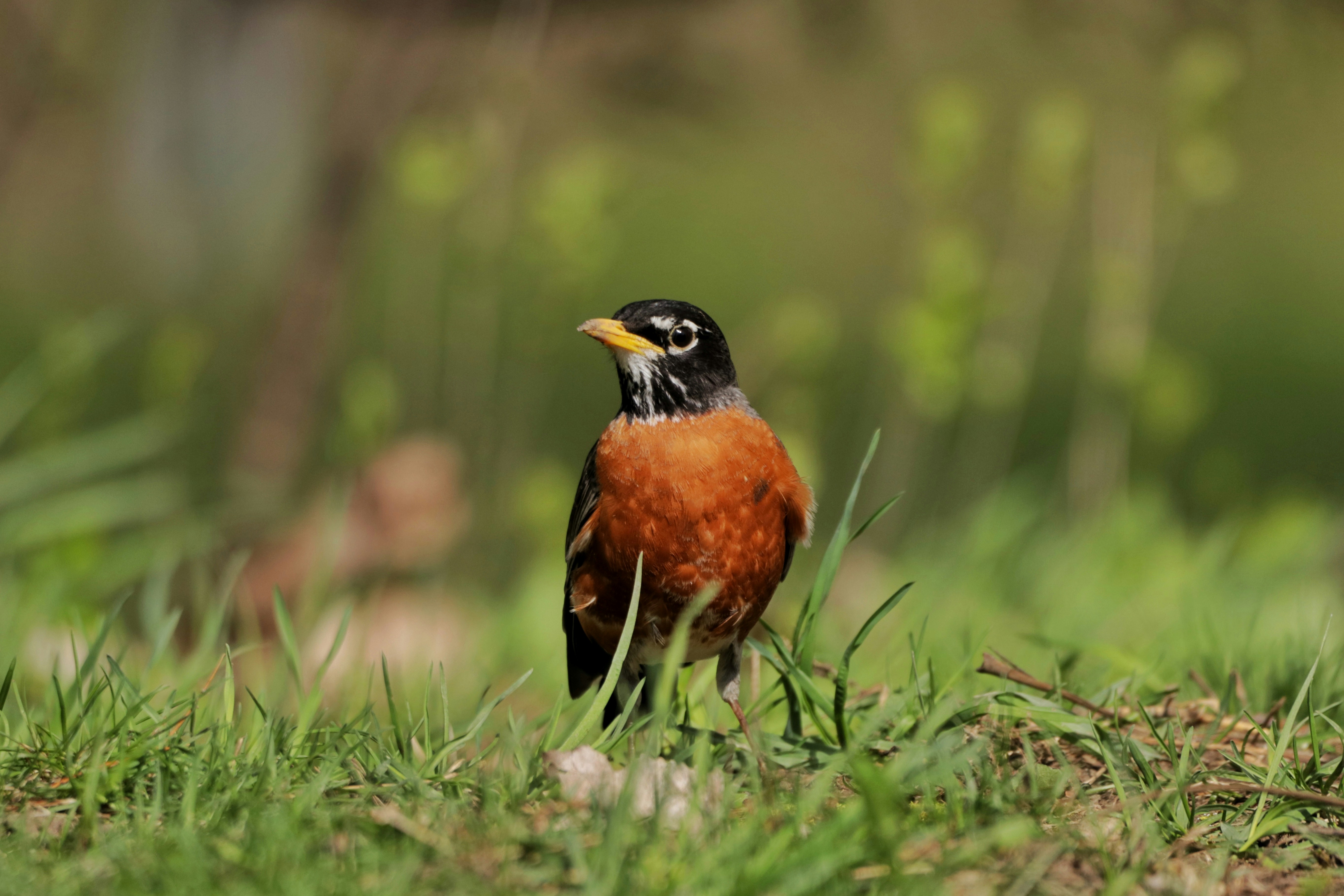 Photo by dallaspenner