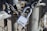A heavy-duty padlock secures a metal chain wrapped around a galvanized fence post. The lock is silver with visible branding, and the chain is thick and rugged, suggesting security and protection. Sunlight casts shadows, highlighting the metallic textures.