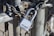 A heavy-duty padlock secures a metal chain wrapped around a galvanized fence post. The lock is silver with visible branding, and the chain is thick and rugged, suggesting security and protection. Sunlight casts shadows, highlighting the metallic textures.