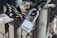 A heavy-duty padlock secures a metal chain wrapped around a galvanized fence post. The lock is silver with visible branding, and the chain is thick and rugged, suggesting security and protection. Sunlight casts shadows, highlighting the metallic textures.