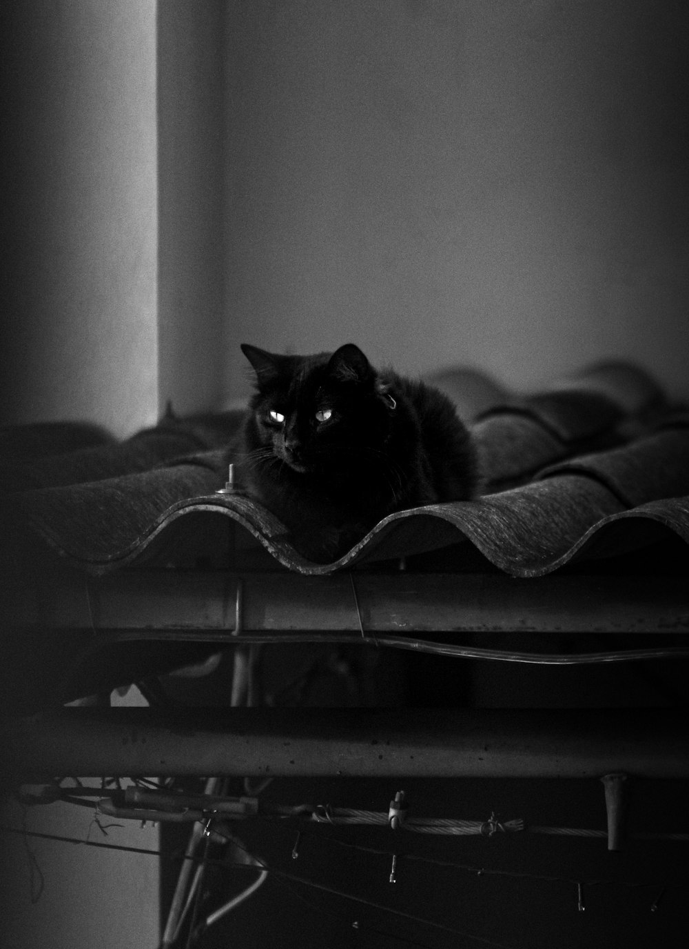chat noir sur textile gris