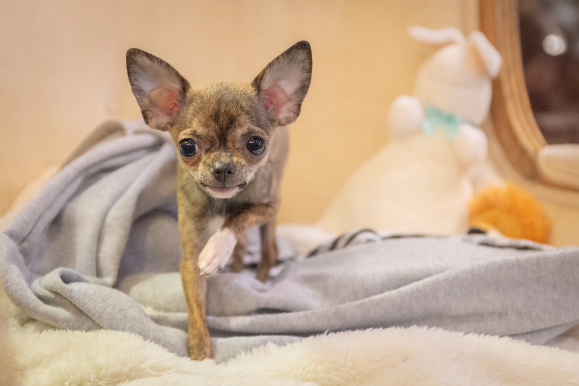 brown chihuahua on gray textile