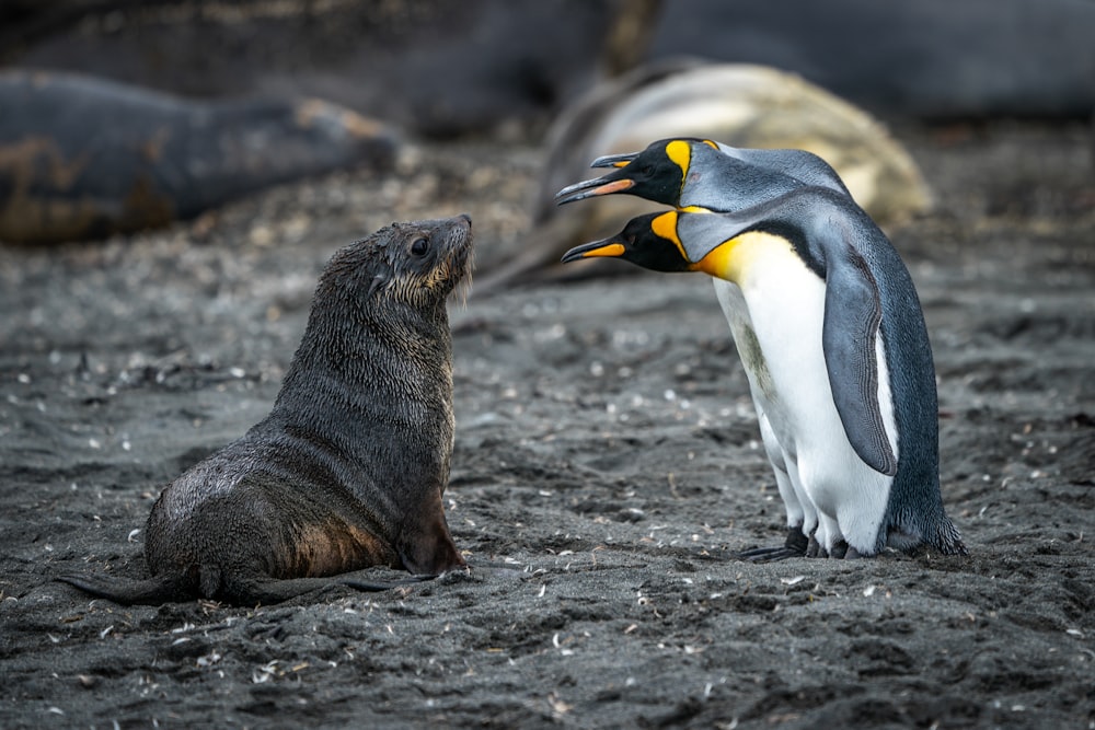 penguin walking on gray sand during daytime