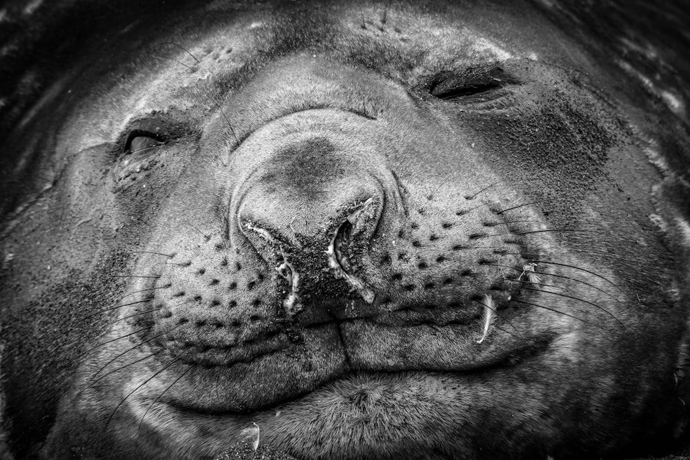 close up photo of black seal