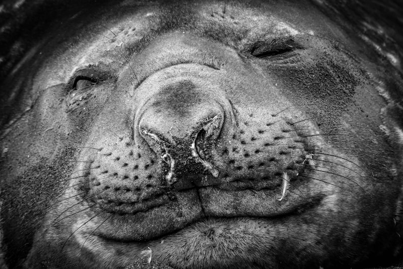 Snooze