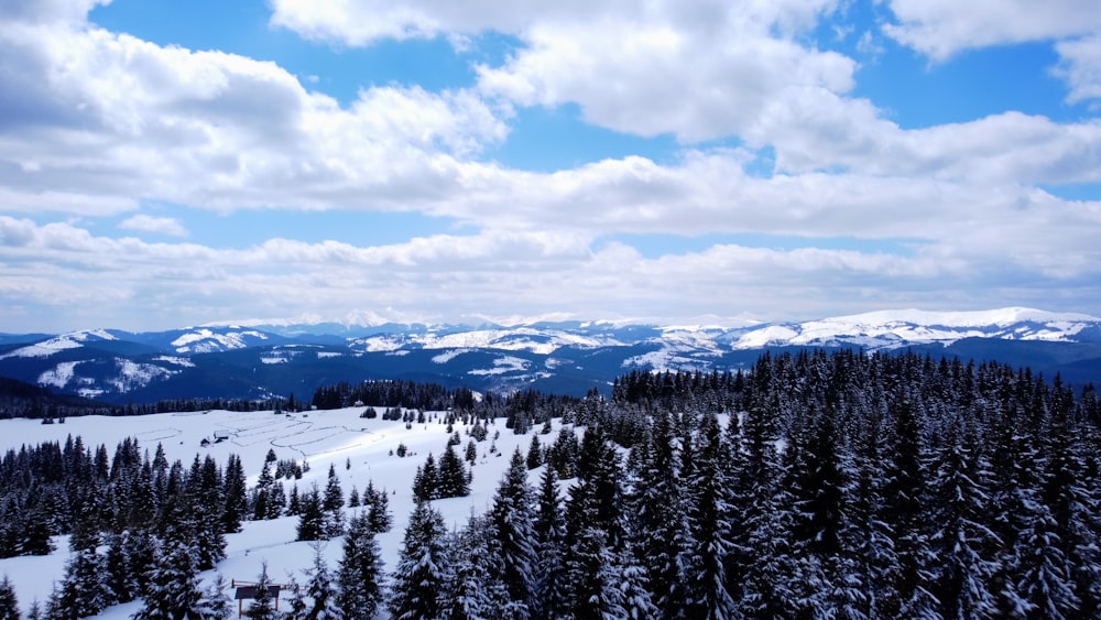 green pine trees on snow covered ground under white clouds and blue sky during daytime