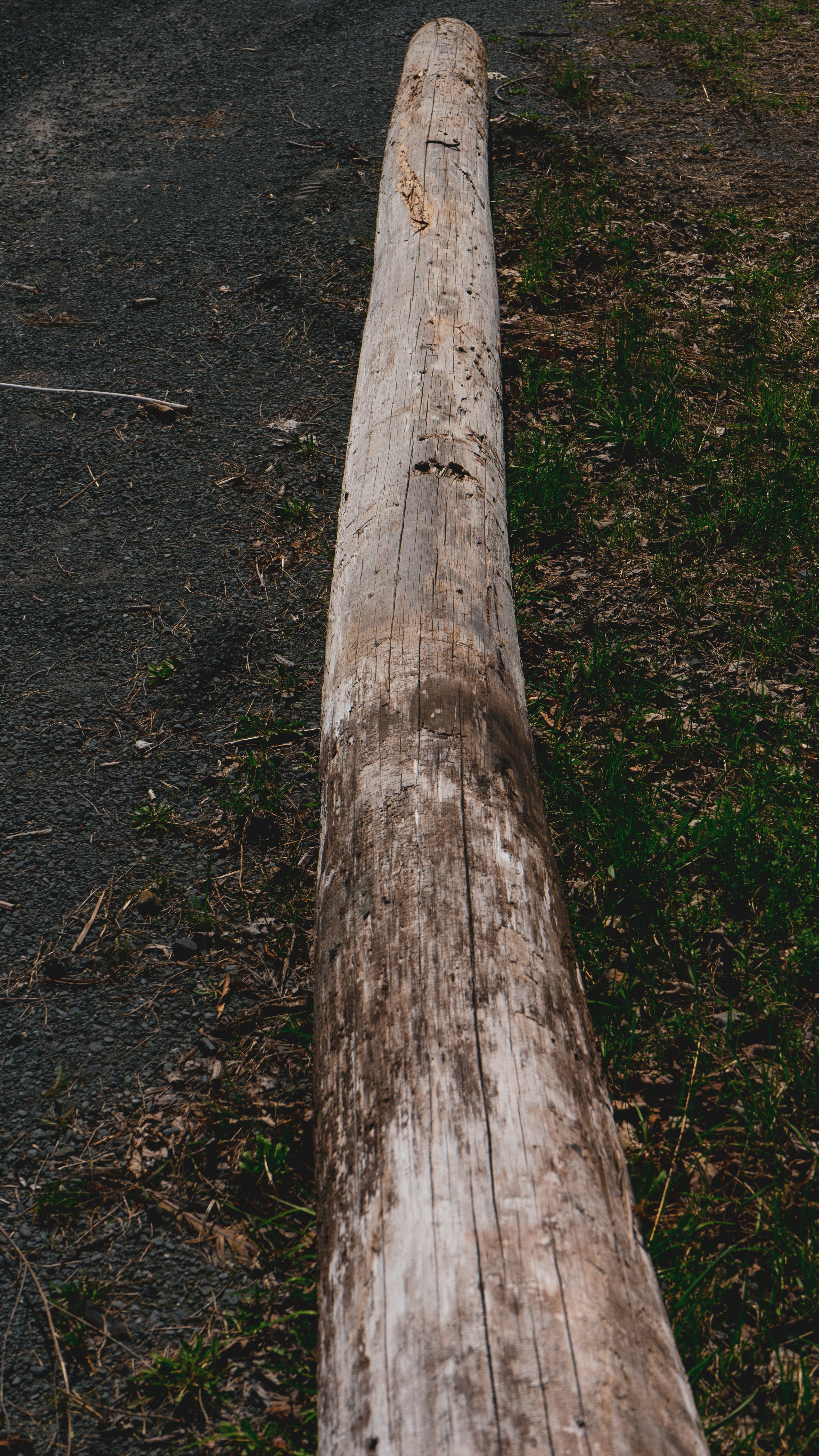 brown tree trunk on green grass