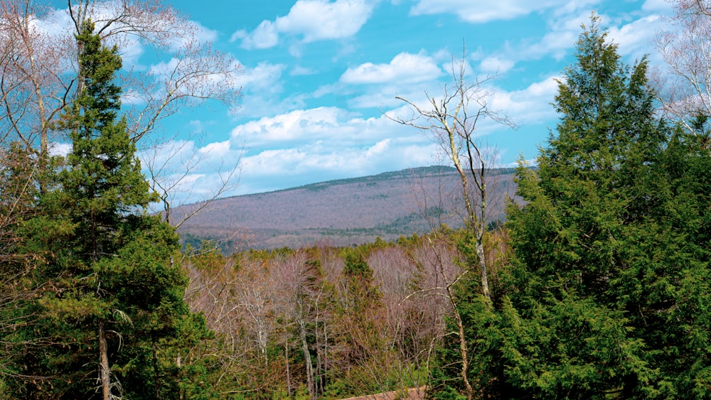 green trees and brown mountains under blue sky during daytime