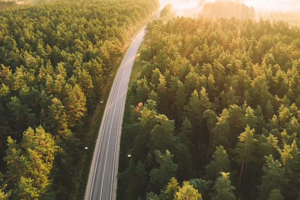 green trees beside road during daytime