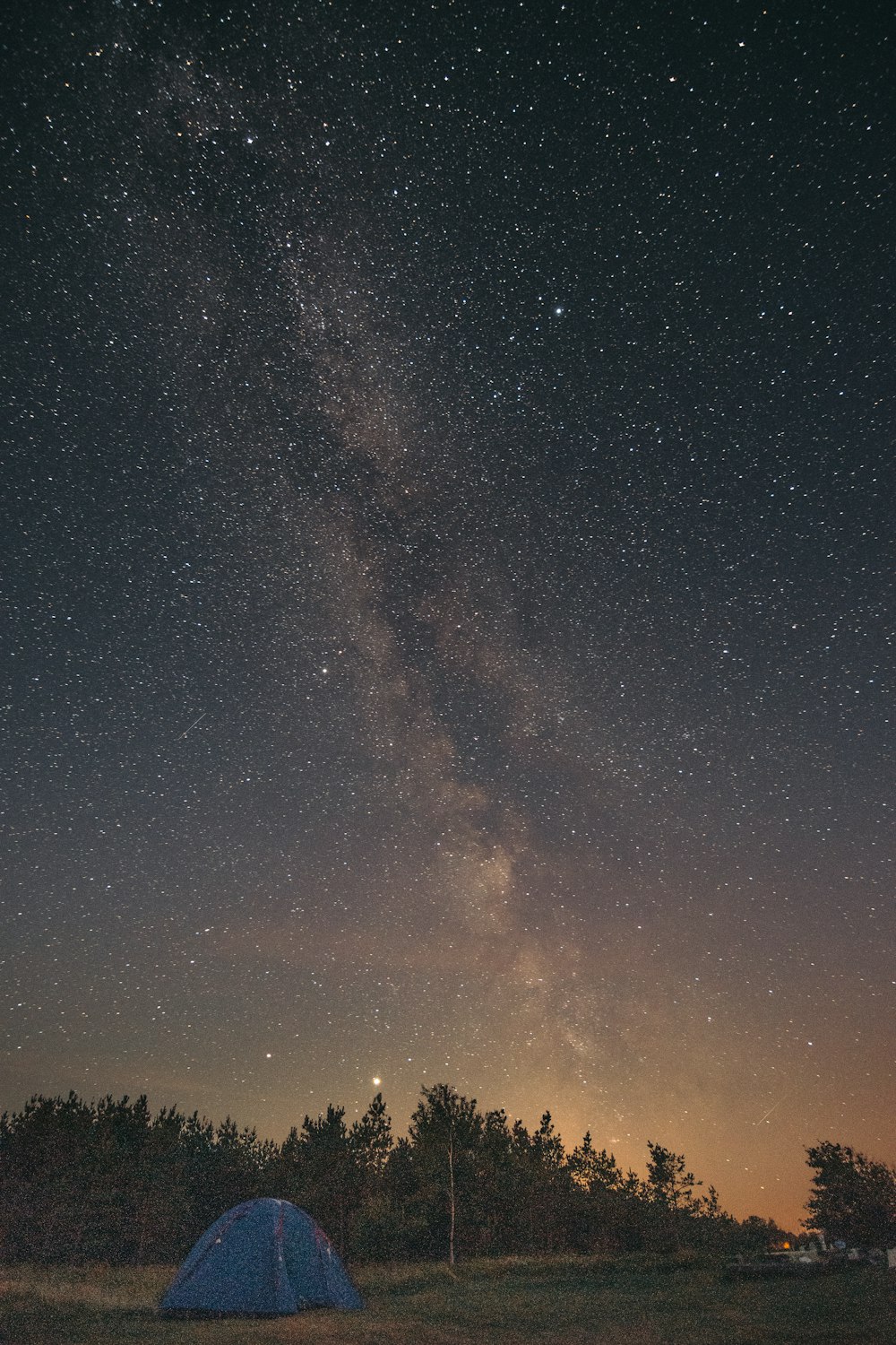 silhouette of trees under starry night