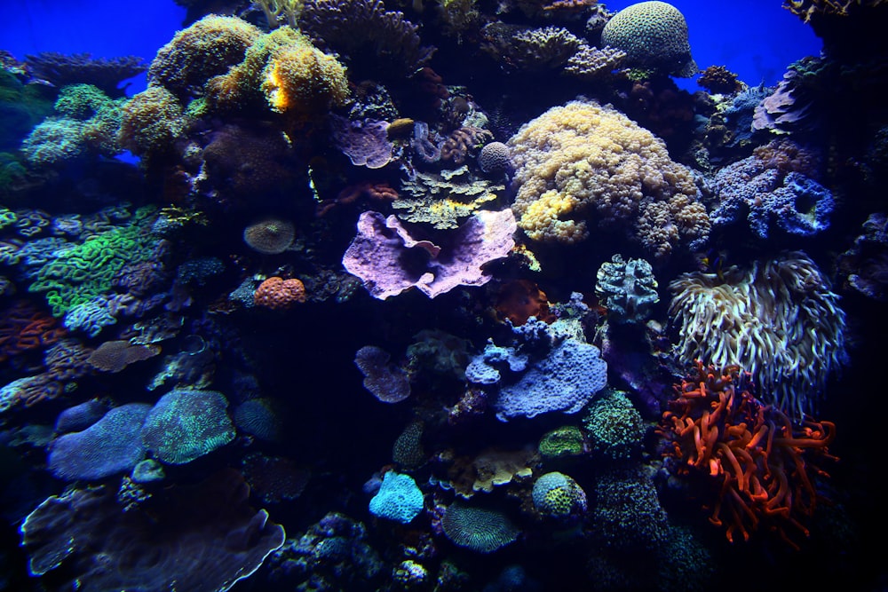 récif corallien dans un aquarium
