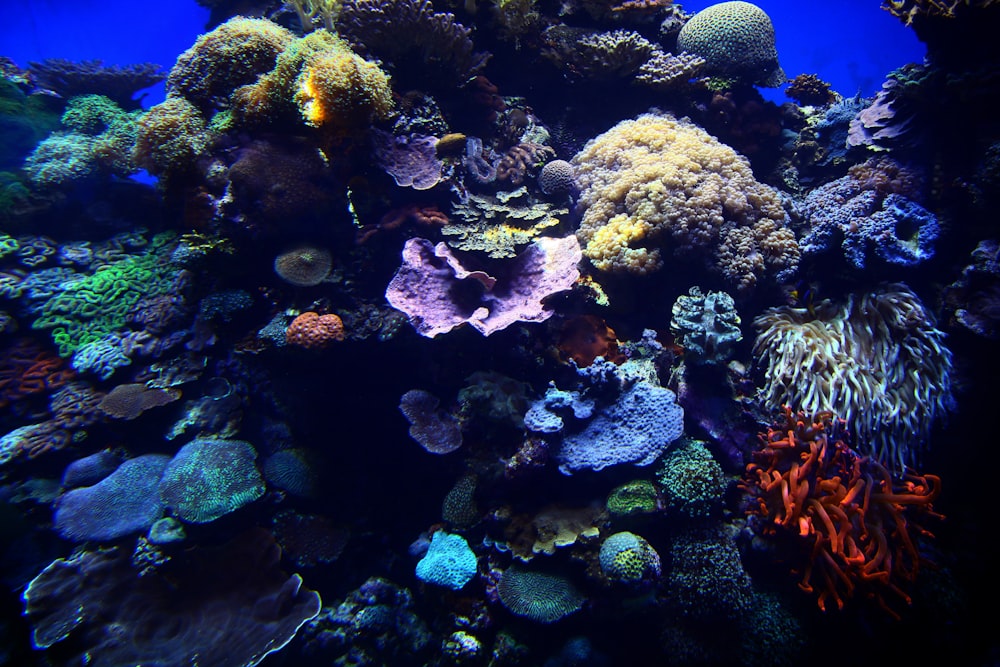 recife de coral no tanque de peixes