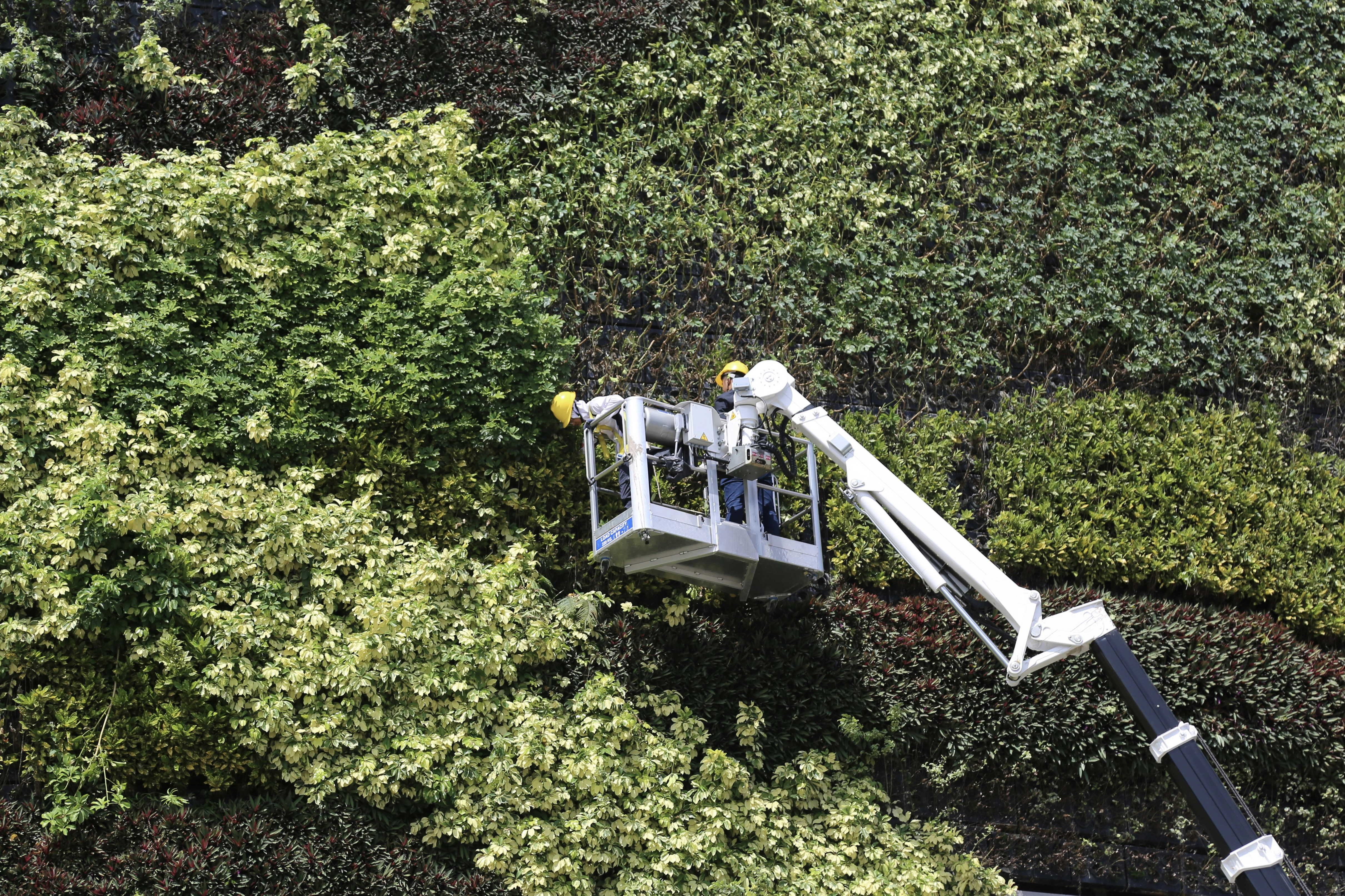 Technology Meets Ivy: New Weapons in the Fight (image credits: unsplash)