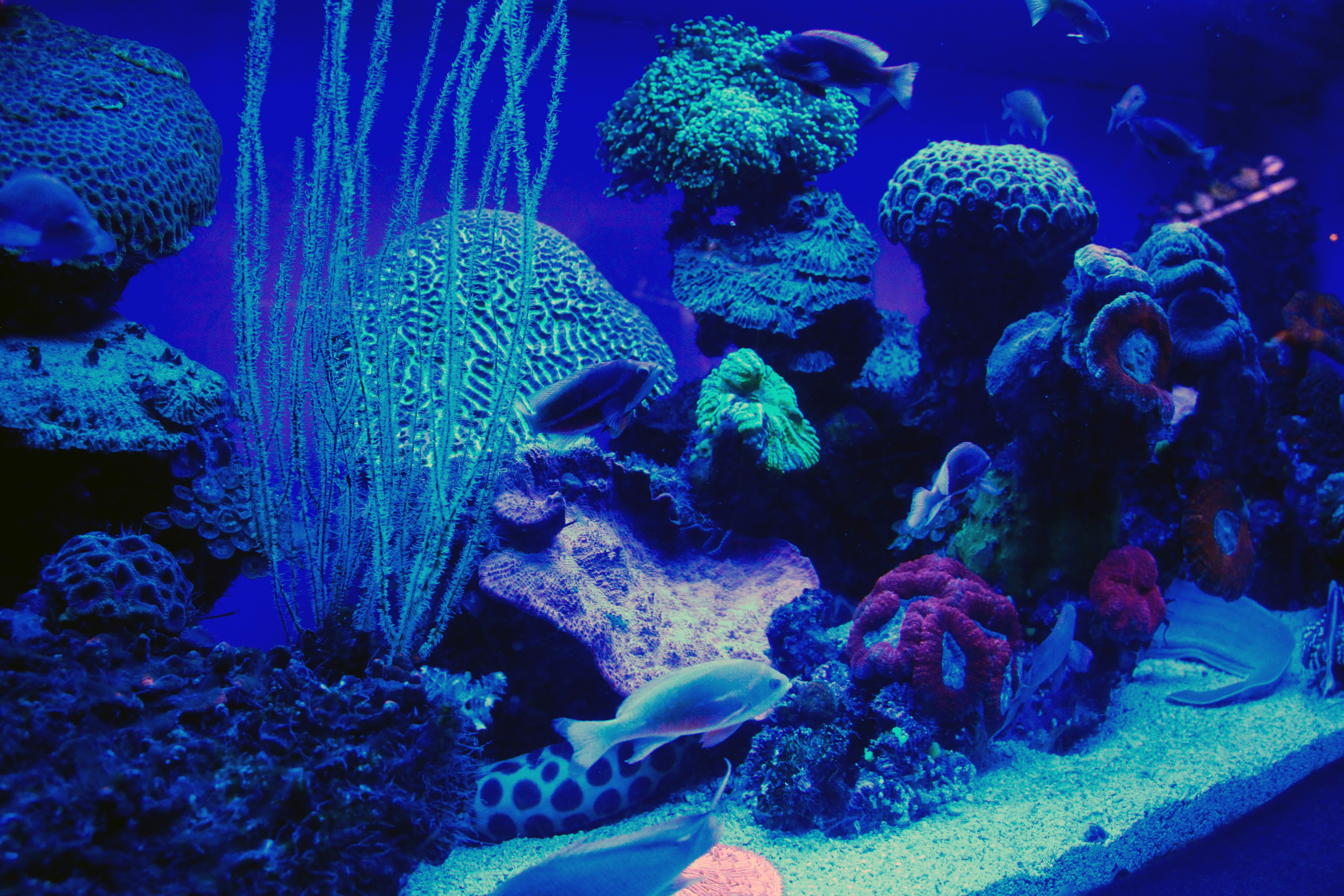 blue and white fish in water