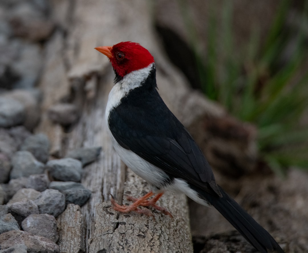 white black and orange bird on gray rock