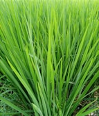 Tall, vibrant green grass blades growing closely together with a lush and healthy appearance.