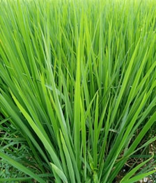 Tall, vibrant green grass blades growing closely together with a lush and healthy appearance.