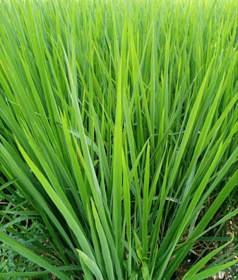 Tall, vibrant green grass blades growing closely together with a lush and healthy appearance.