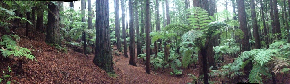 brown dirt road in the middle of green trees