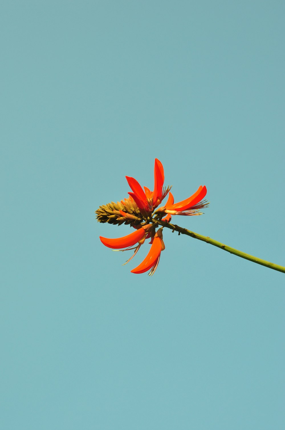 red and yellow flower under blue sky during daytime