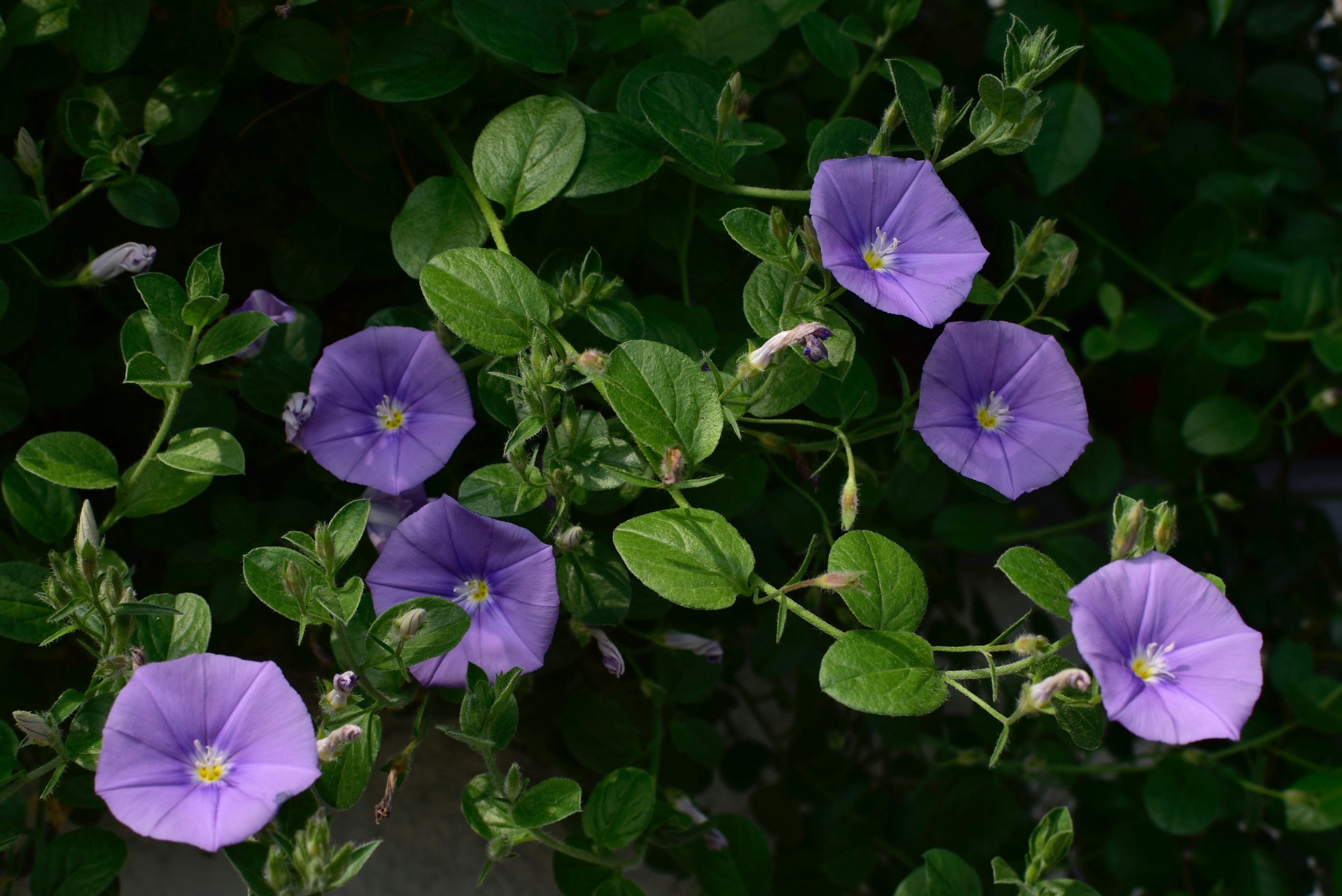 purple flower with green leaves
