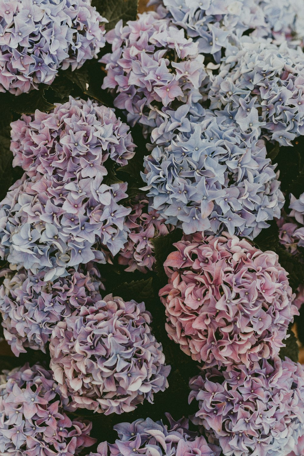 purple flowers with green leaves