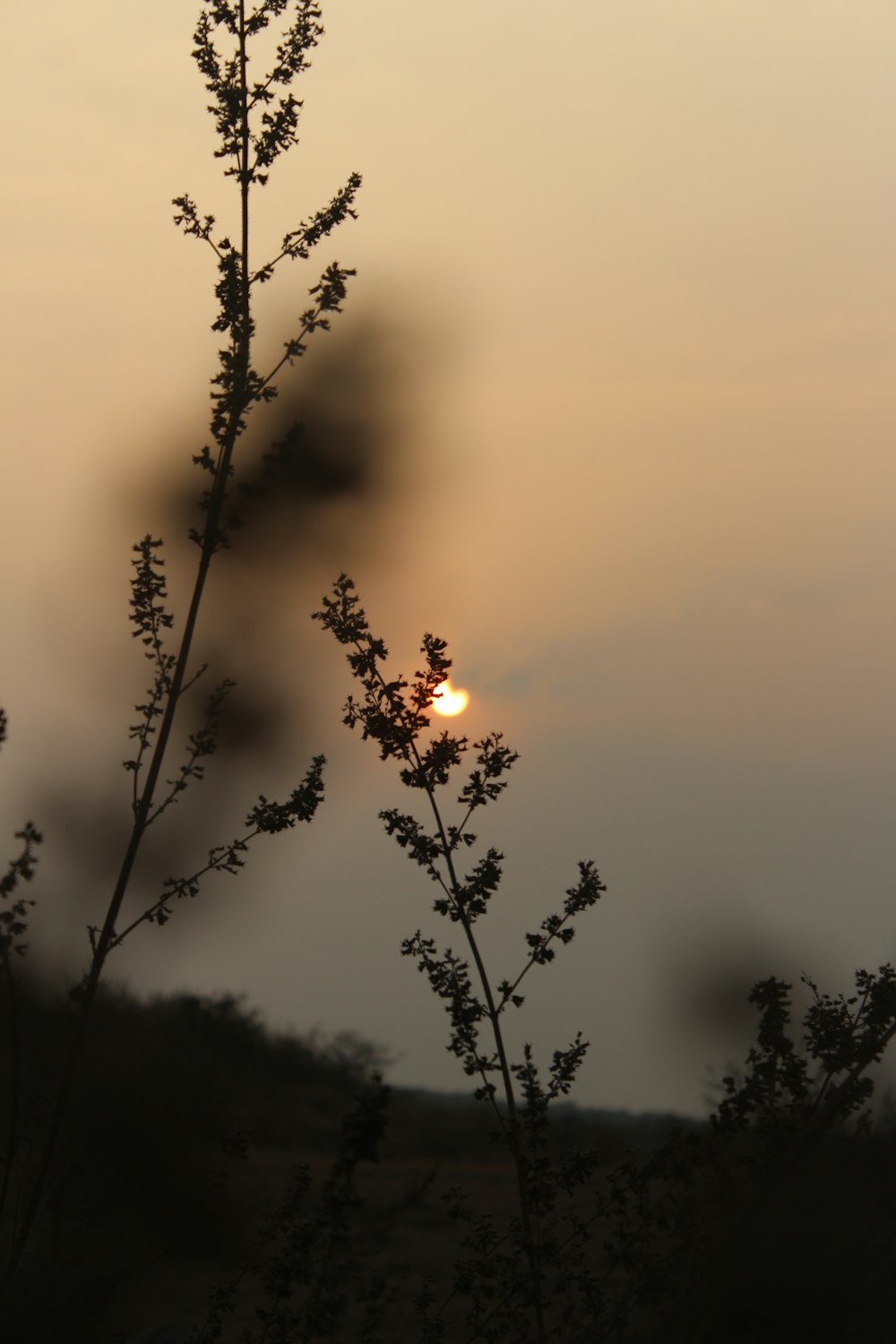 silhouette of plant during sunset