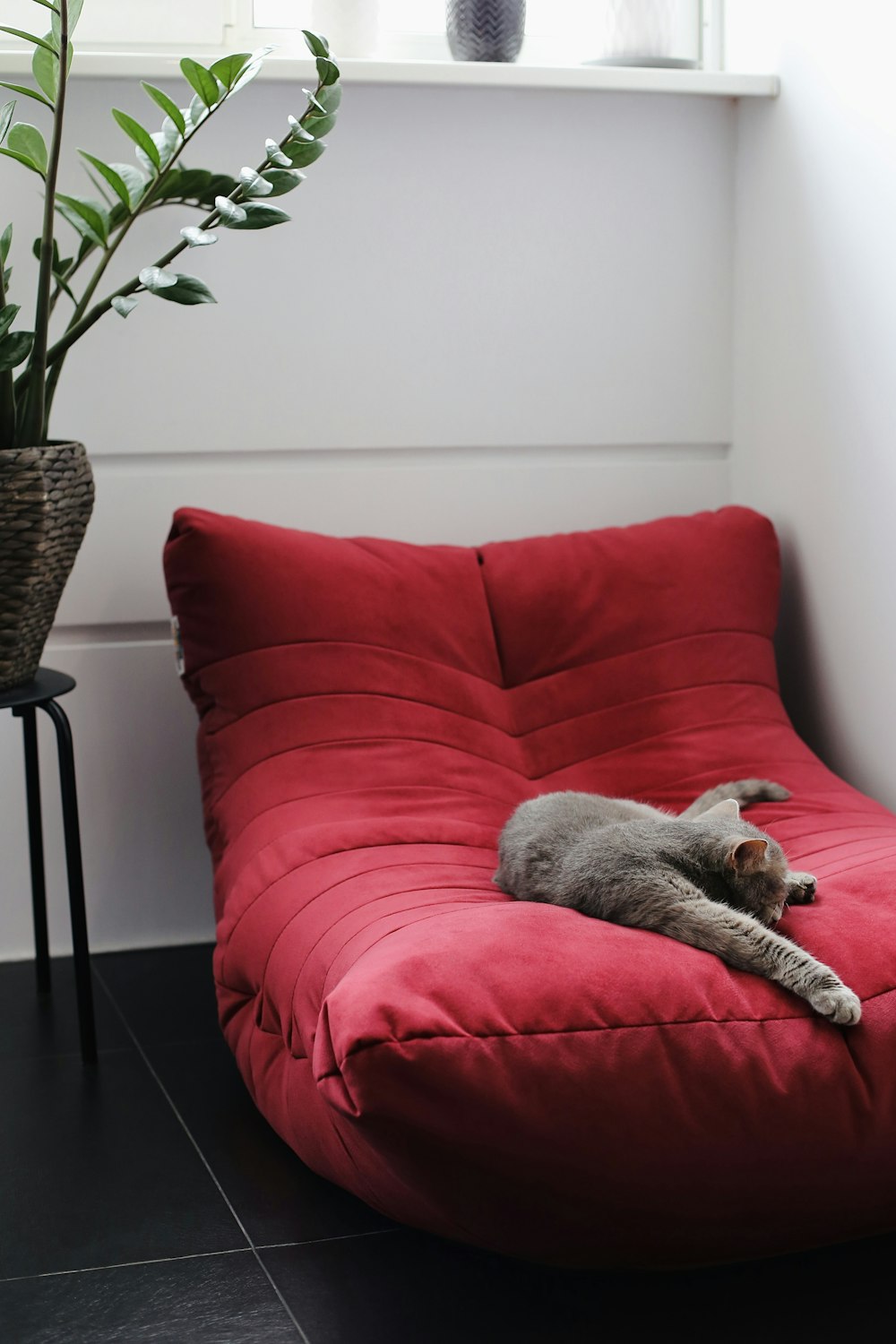 brown short coated dog on red couch