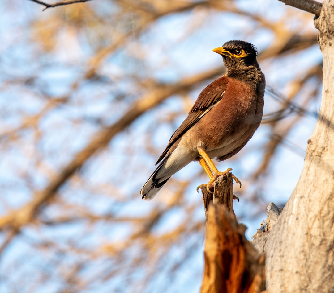 brown and black bird on brown tree branch during daytime