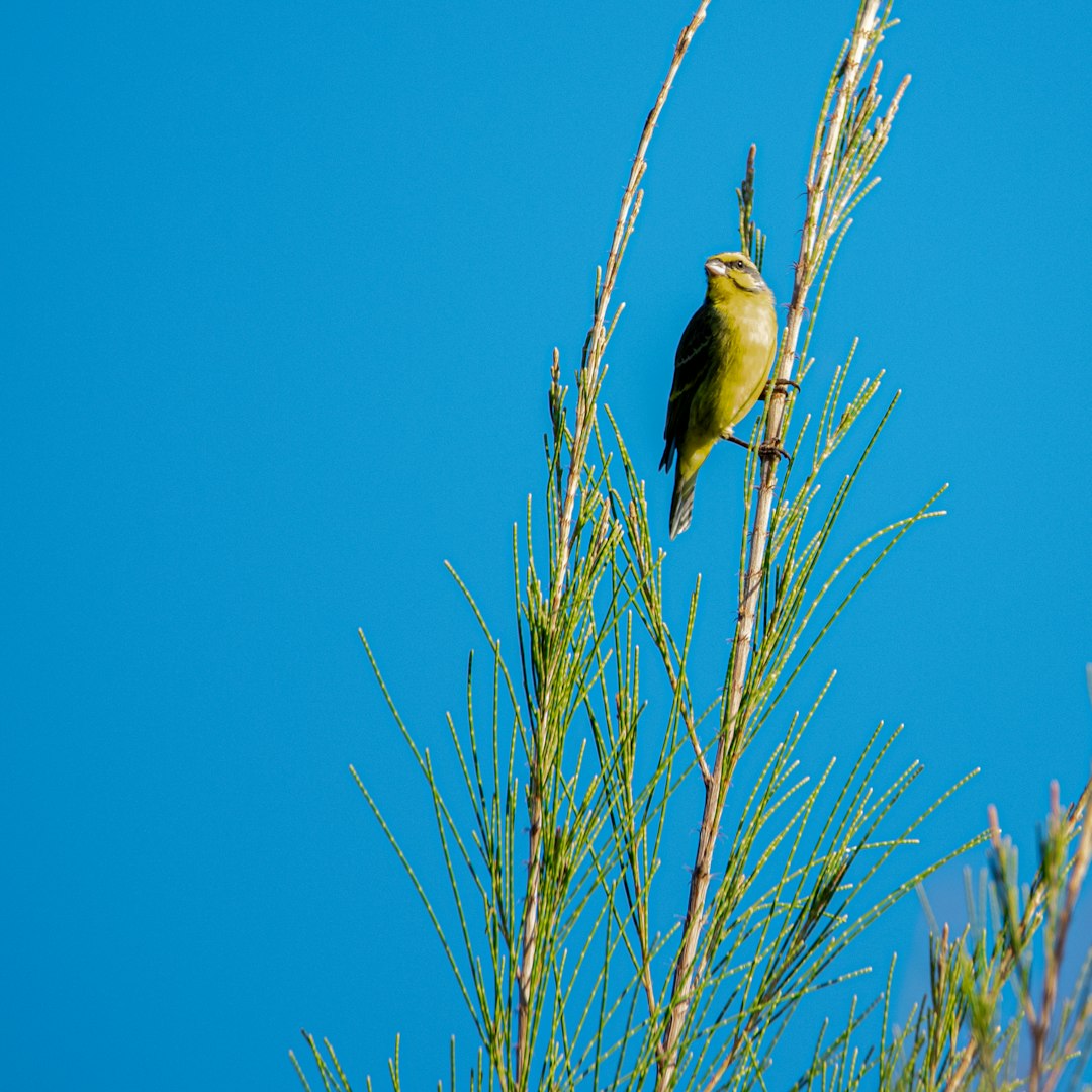 yellow bird perched on green plant during daytime