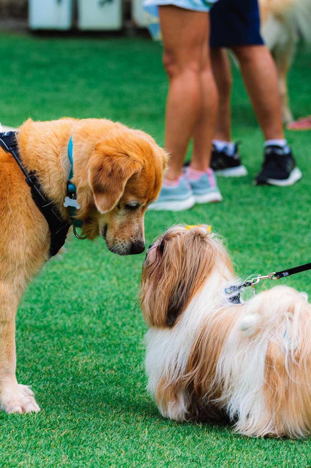 brauner und weißer langhaariger Hund tagsüber auf grünem Grasfeld