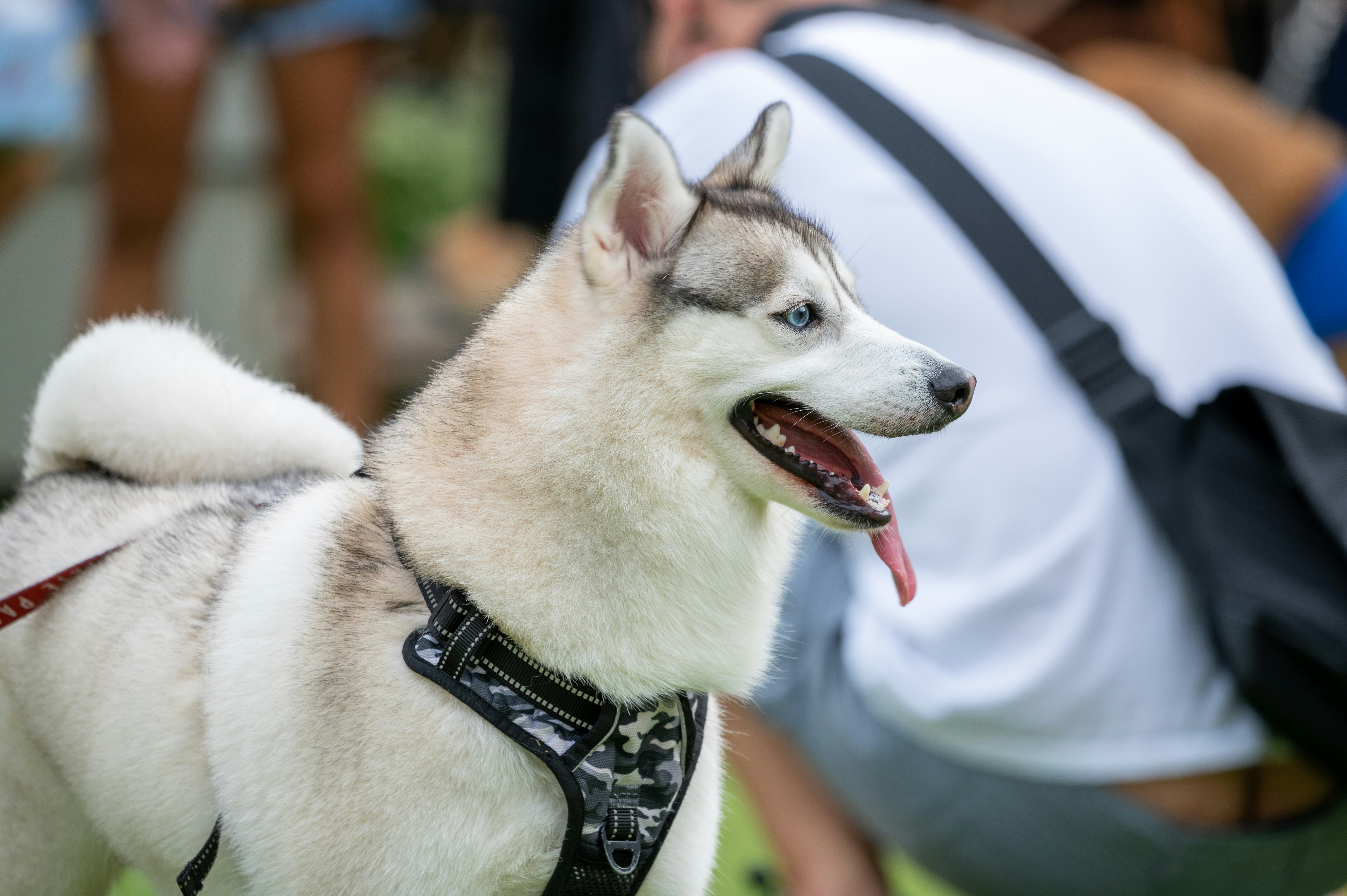 white and black siberian husky