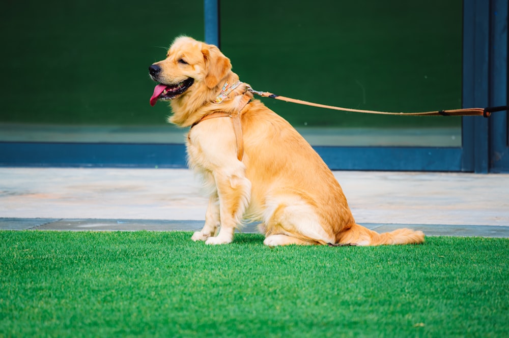 Golden Retriever sdraiato sul campo di erba verde durante il giorno