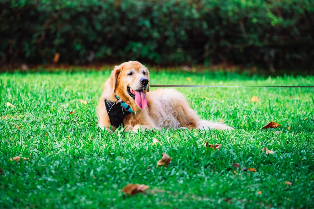 golden retriever lying on green grass field during daytime