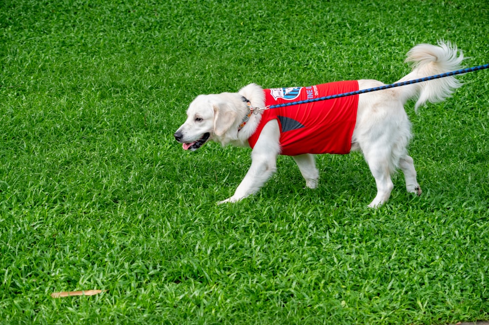 white short coated dog wearing red and white dog shirt