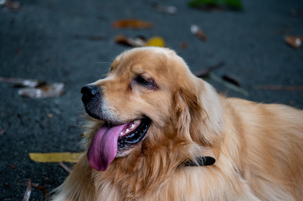 golden retriever lying on ground during daytime