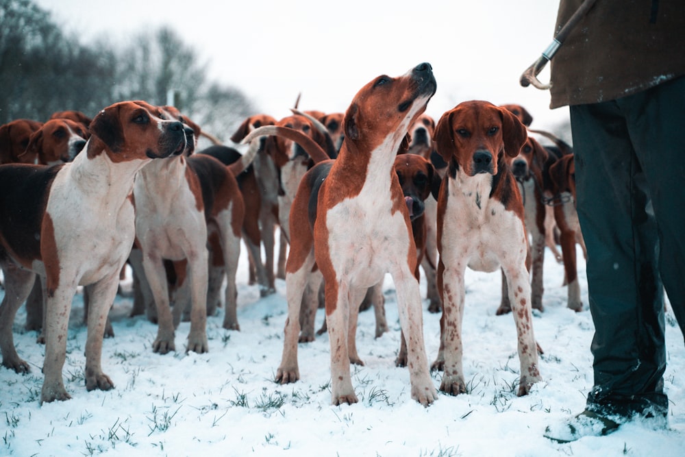 group of brown and white short coated dogs on snow covered ground during daytime