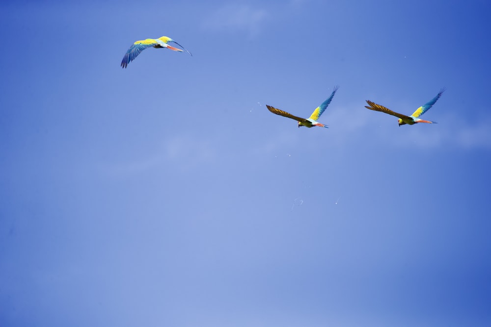 blue green and yellow bird flying over the water