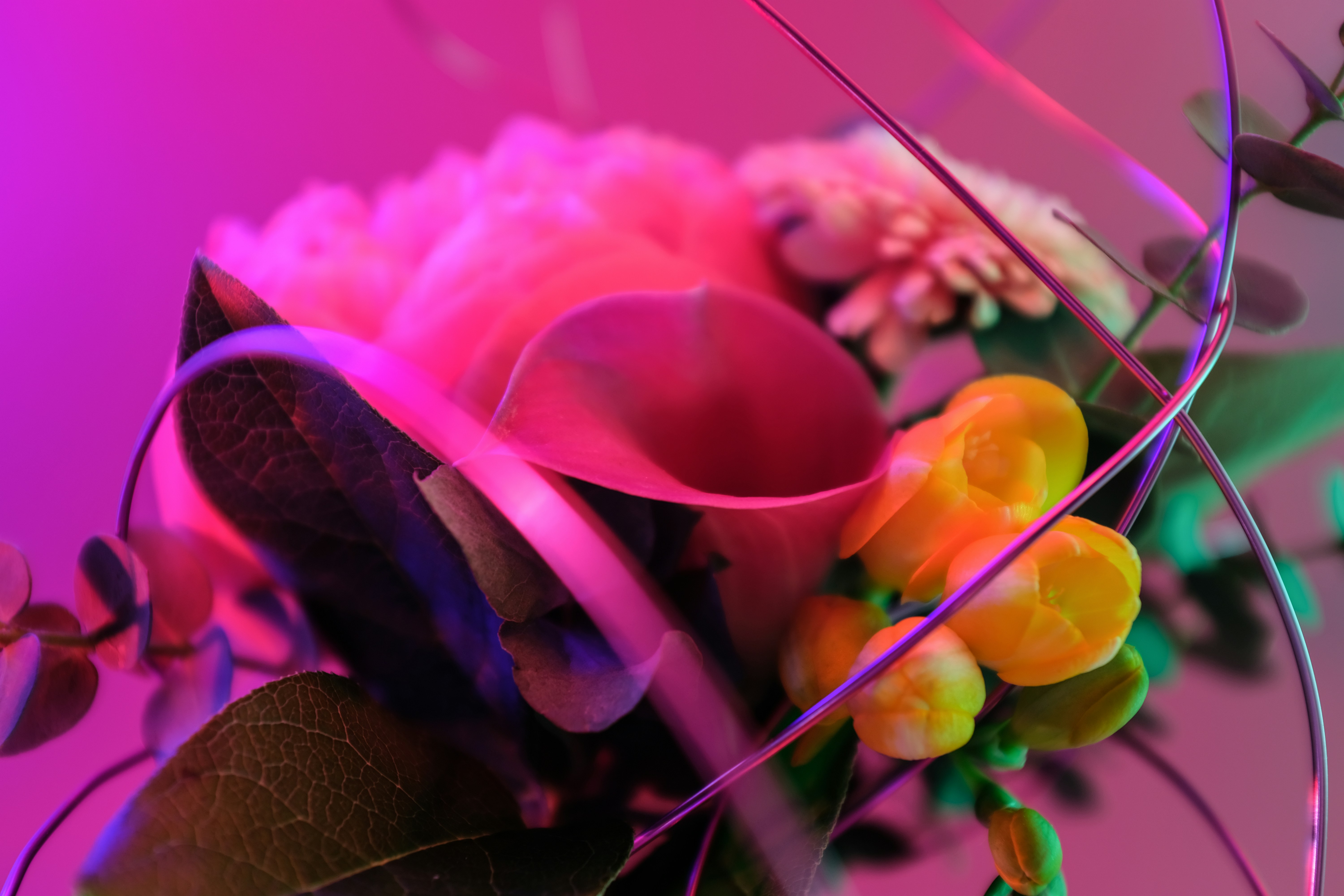 Rosa und gelbe Blume in Nahaufnahmen