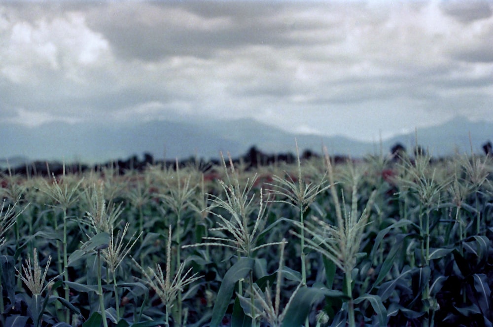 green wheat field under cloudy sky during daytime