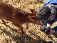 A farmer tenderly feeding a calf in the early morning light.