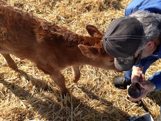 A small brown calf nuzzles a person who is kneeling and wearing a black cap. The person is holding a bottle. The ground is covered with dry straw.