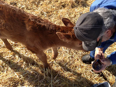 A caretaker lovingly feeding a calf beside the traditional cow shelter.