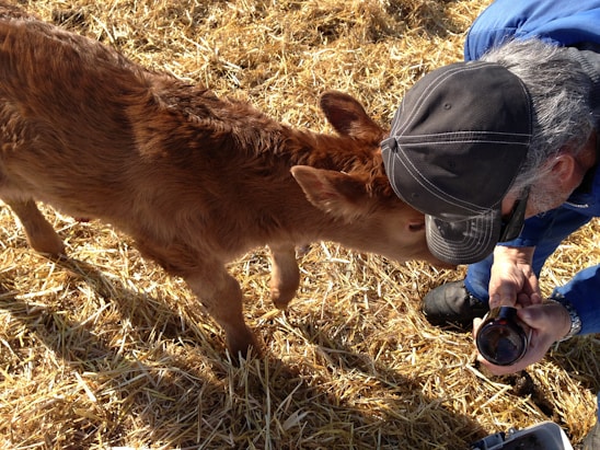 A small brown calf nuzzles a person who is kneeling and wearing a black cap. The person is holding a bottle. The ground is covered with dry straw.