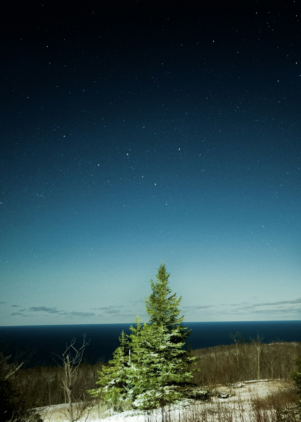 Grüne Kiefer unter blauem Himmel während der Nacht