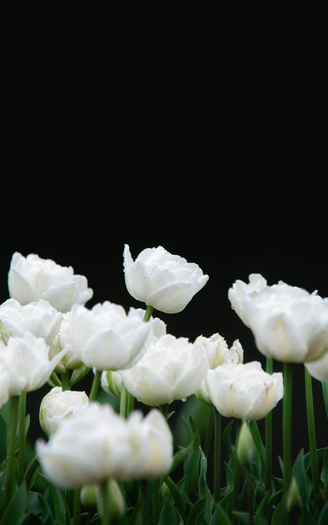white tulips in black background
