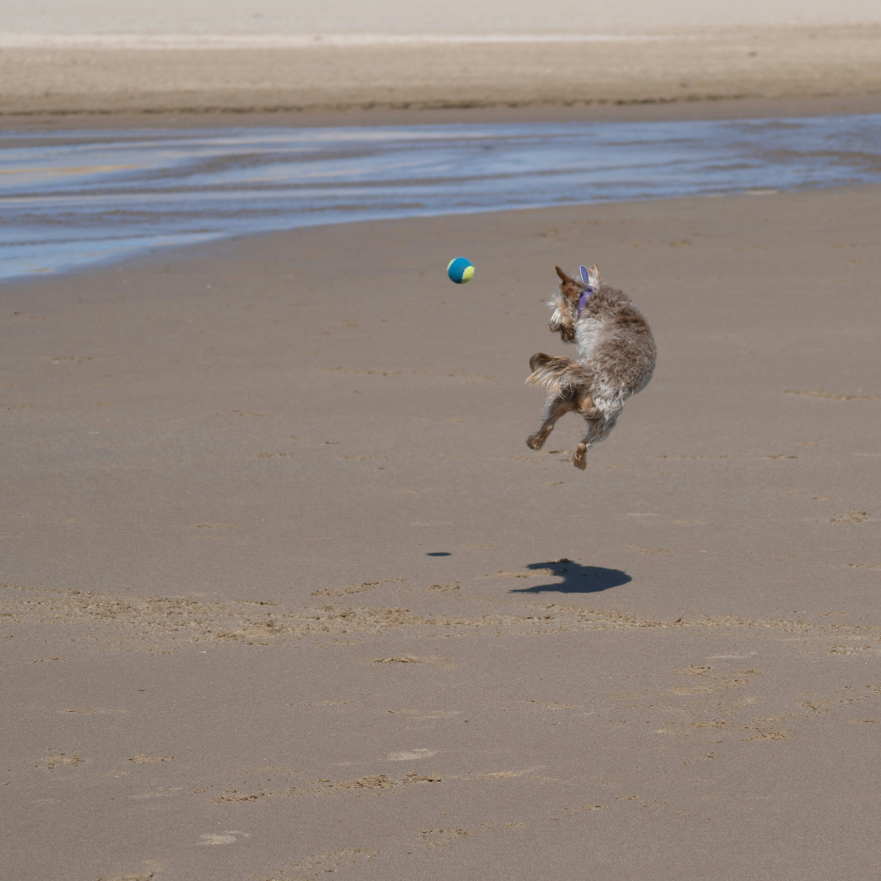 gray and white short coated dog running on brown sand during daytime