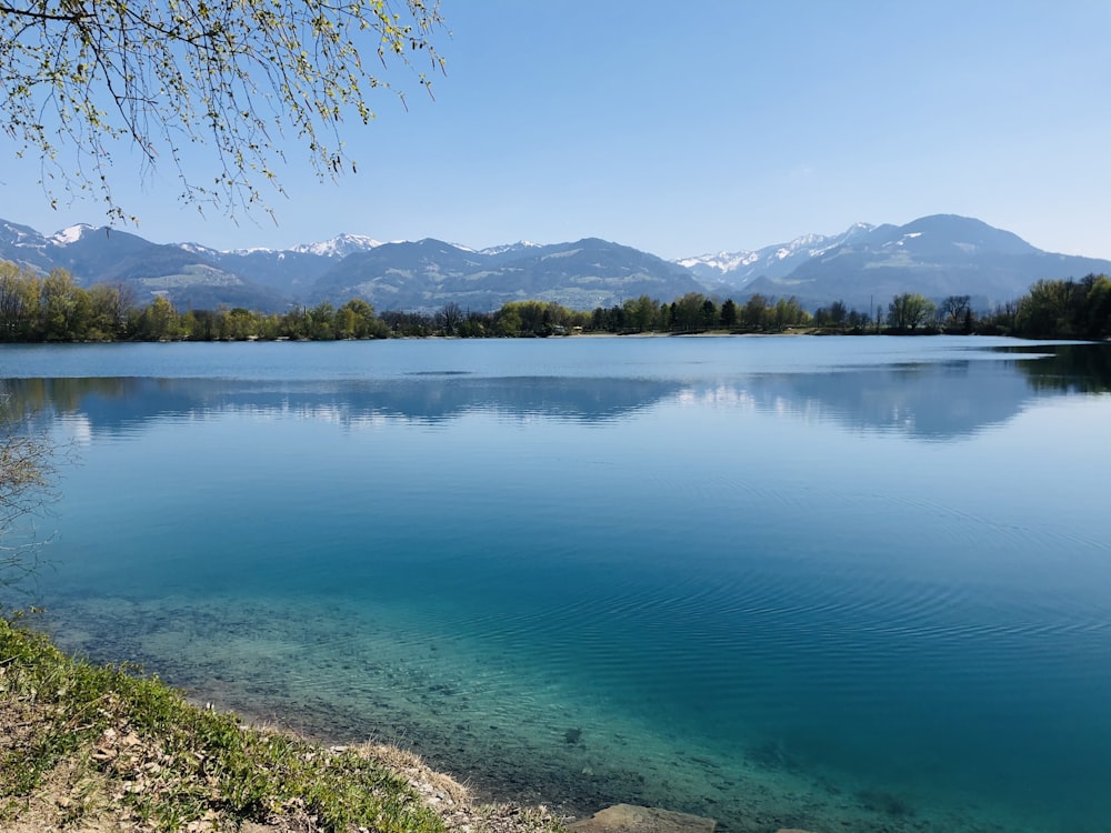 green trees near body of water during daytime